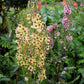Verbascum Hybrid - Southern Charm Grow Organic