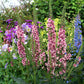 Verbascum Hybrid - Southern Charm Grow Organic