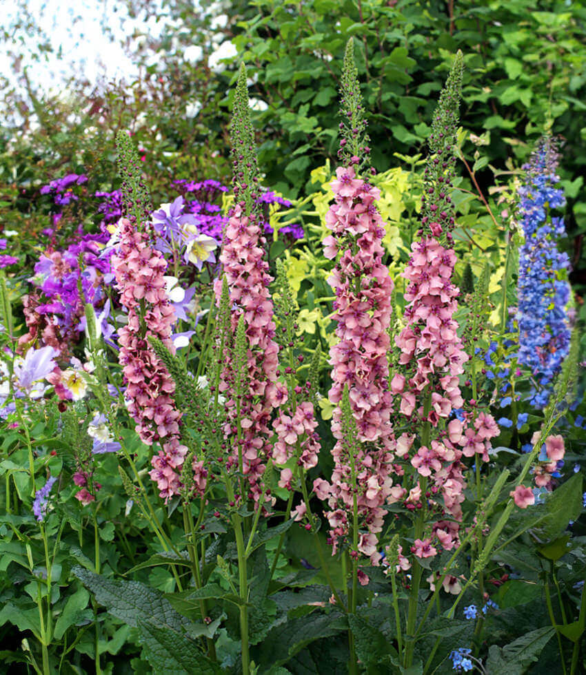 Verbascum Hybrid - Southern Charm Grow Organic