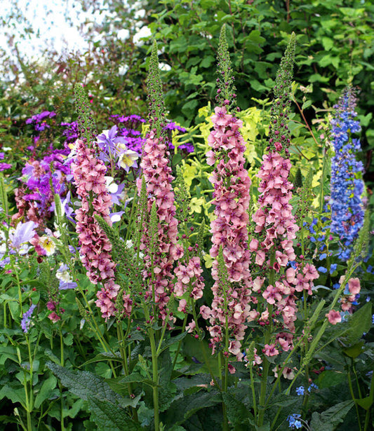 Verbascum Hybrid - Southern Charm Grow Organic
