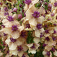 Verbascum Hybrid - Southern Charm Grow Organic