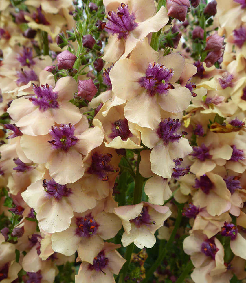 Verbascum Hybrid - Southern Charm Grow Organic