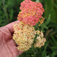Achillea Millefolium - Salmon Beauty Grow Organic