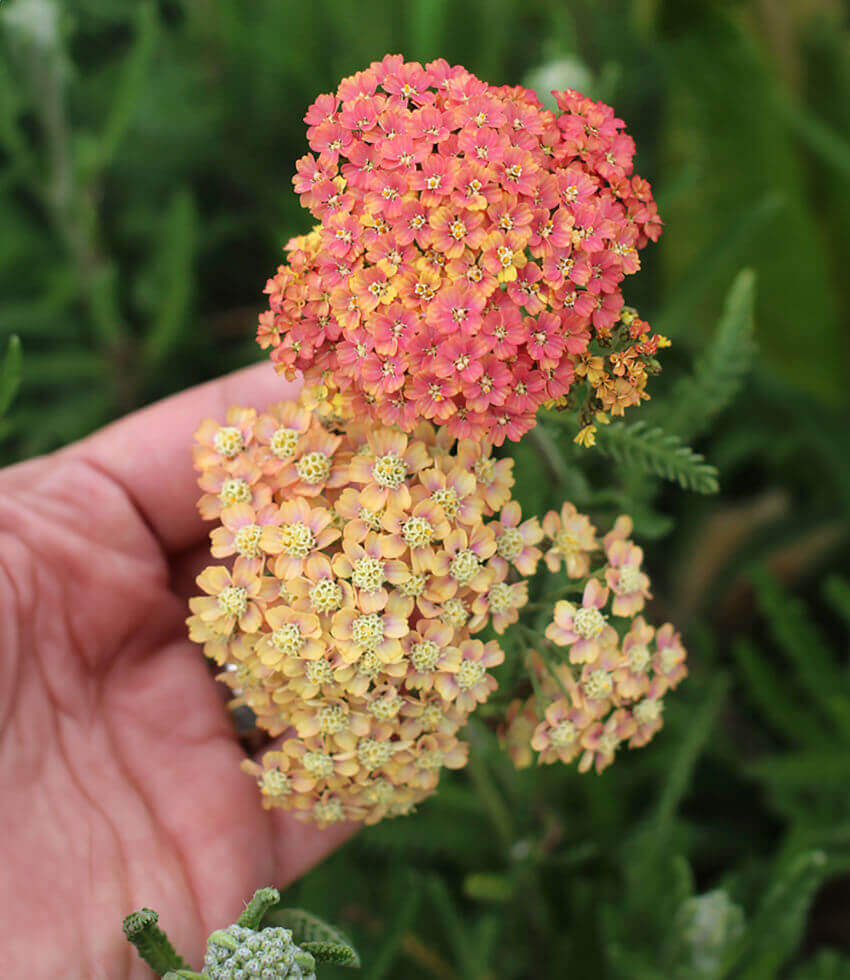 Achillea Millefolium - Salmon Beauty Grow Organic