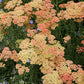 Achillea Millefolium - Salmon Beauty Grow Organic