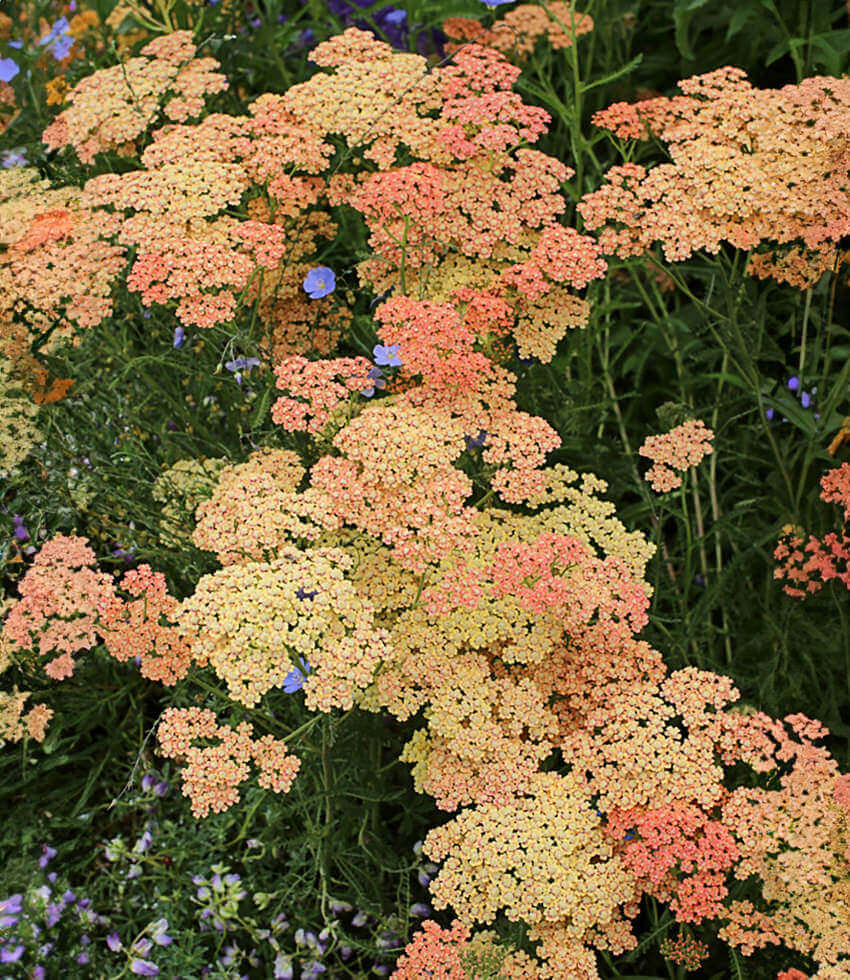 Achillea Millefolium - Salmon Beauty Grow Organic
