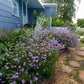 Verbena Lilacina - De La Mina Grow Organic