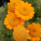 Anthemis Sancti-Johannis Grow Organic