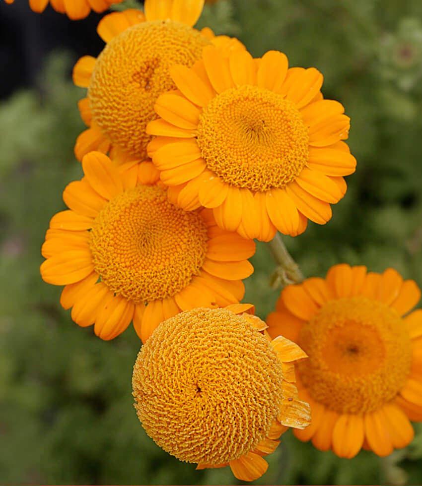Anthemis Sancti-Johannis Grow Organic