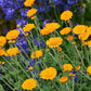 Anthemis Sancti-Johannis Grow Organic
