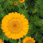 Anthemis Sancti-Johannis Grow Organic