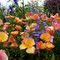 Eschscholzia Californica - Apricot Chiffon Grow Organic