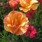 Eschscholzia Californica - Apricot Chiffon Grow Organic