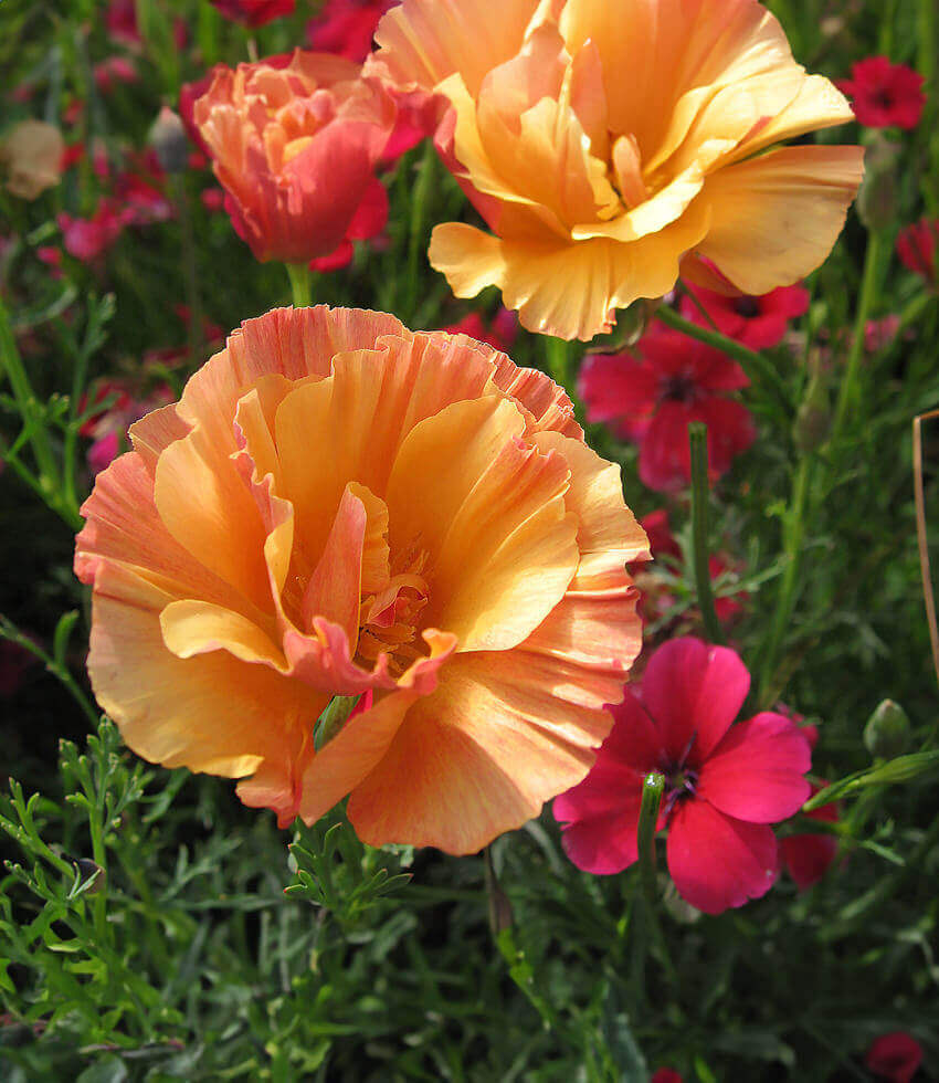 Eschscholzia Californica - Apricot Chiffon Grow Organic