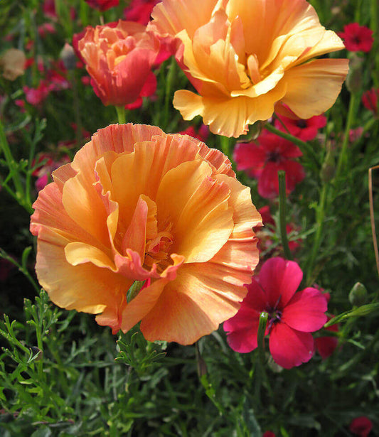 Eschscholzia Californica - Apricot Chiffon Grow Organic