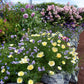 Eschscholzia Californica - Apricot Chiffon Grow Organic