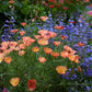 Eschscholzia Californica - Apricot Chiffon Grow Organic