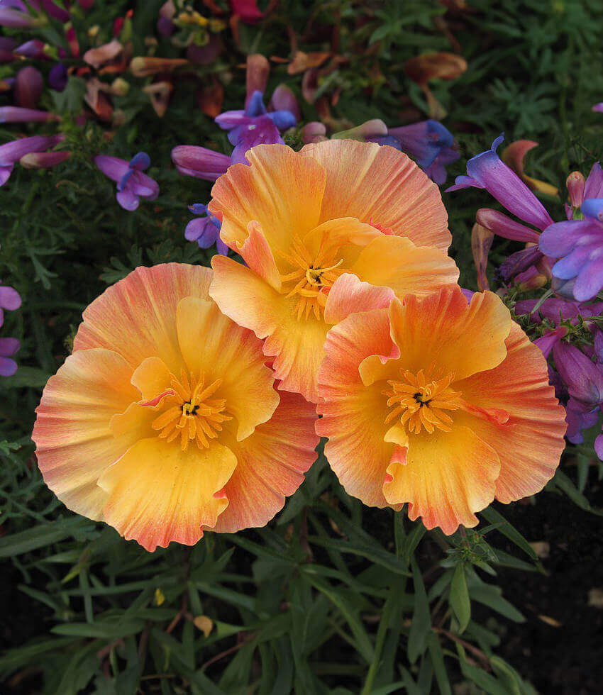 Eschscholzia Californica - Apricot Chiffon Grow Organic