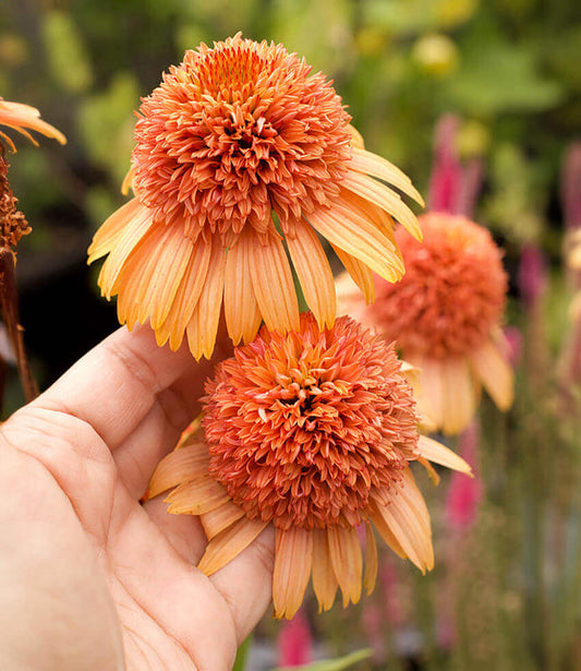 Echinacea - Cantaloupe Grow Organic