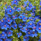 Anagallis Monellii Grow Organic