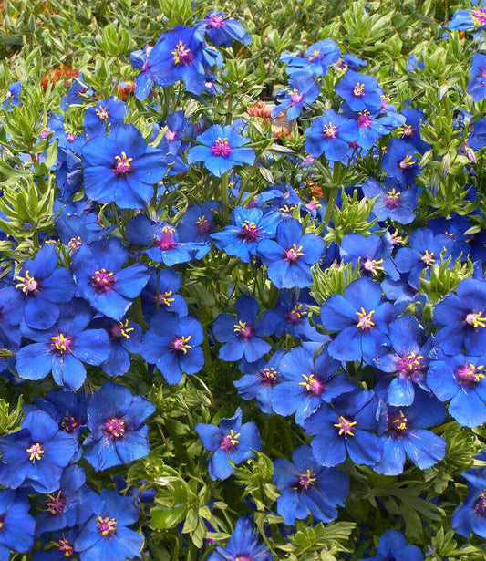 Anagallis Monellii Grow Organic