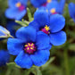 Anagallis Monellii Grow Organic