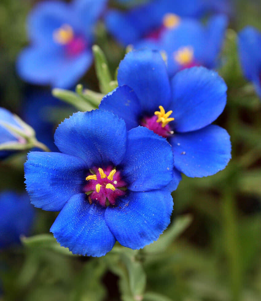 Anagallis Monellii Grow Organic