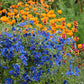 Anagallis Monellii Grow Organic
