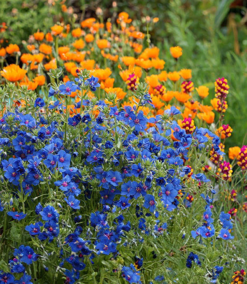 Anagallis Monellii Grow Organic
