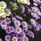 Erigeron Glaucus - Wayne Roderick Grow Organic