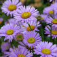 Erigeron Glaucus - Wayne Roderick Grow Organic