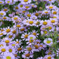 Erigeron Glaucus - Wayne Roderick Grow Organic
