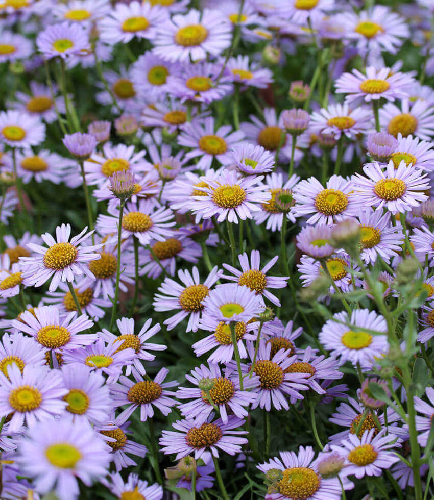 Erigeron Glaucus - Wayne Roderick Grow Organic