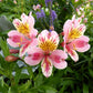 Alstroemeria - Tricolor Grow Organic