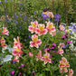 Alstroemeria - Tricolor Grow Organic