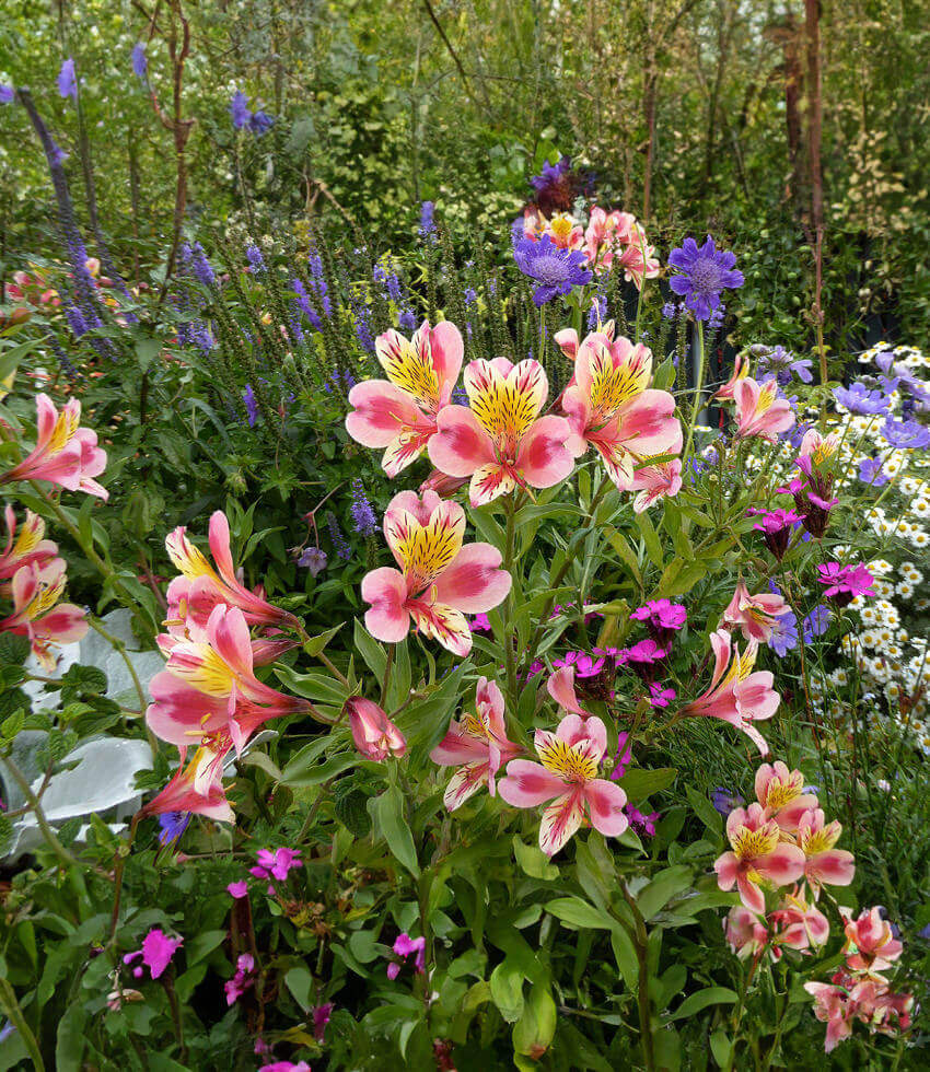 Alstroemeria - Tricolor Grow Organic
