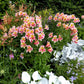 Alstroemeria - Tricolor Grow Organic