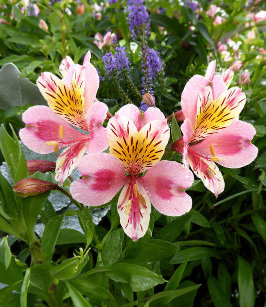 Alstroemeria - Tricolor Annie's Annuals