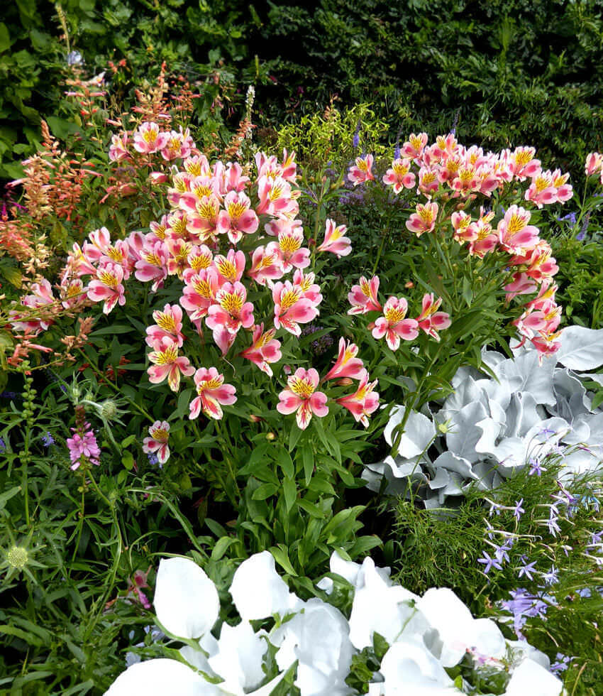 Alstroemeria - Tricolor – Grow Organic