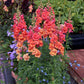 Antirrhinum Majus - Double Azalea Bronze Grow Organic