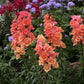 Antirrhinum Majus - Double Azalea Bronze Grow Organic