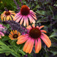 Echinacea - Rainbow Marcella Grow Organic