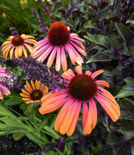 Echinacea - Rainbow Marcella Grow Organic