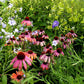 Echinacea - Rainbow Marcella Grow Organic