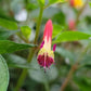 Cuphea - Hummingbird's Lunch Grow Organic