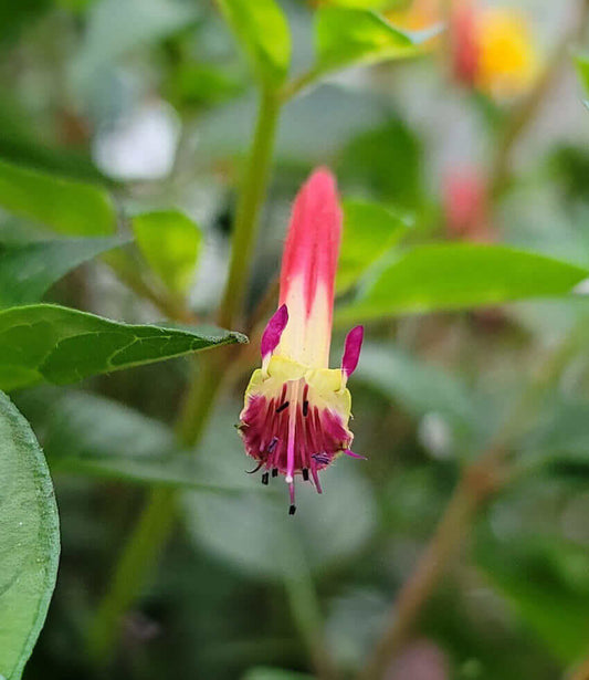 Cuphea - Hummingbird's Lunch Grow Organic
