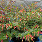 Cuphea - Hummingbird's Lunch Grow Organic