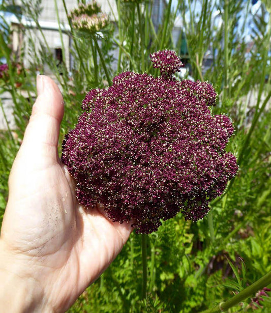 Daucus Carota - Dara Curious Flora