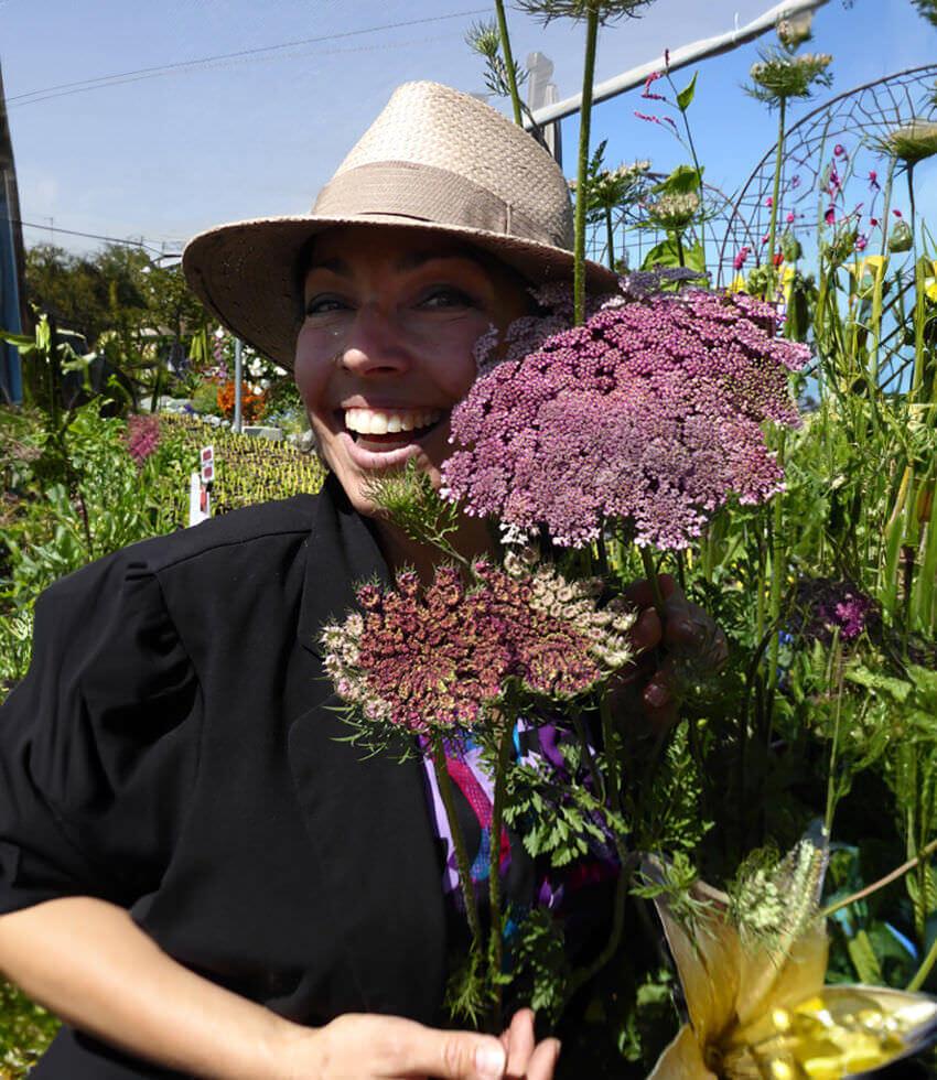Daucus Carota - Dara Curious Flora