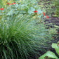 Carex Divulsa Grow Organic